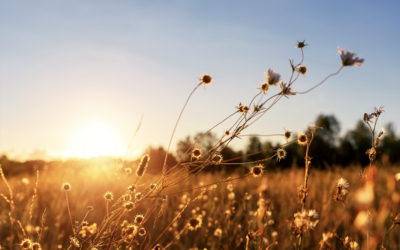 Summer’s Golden Hour